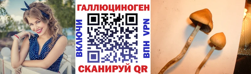 Галлюциногенные грибы Psilocybe  Чебоксары 